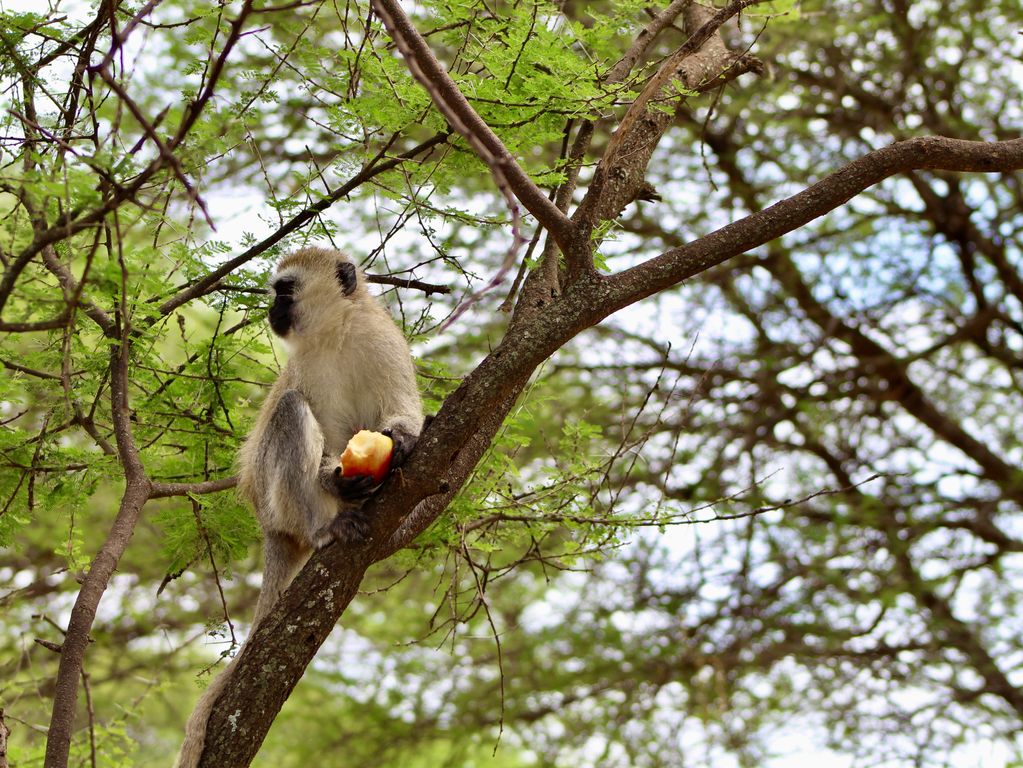 Vervet aapjes Tanzania
